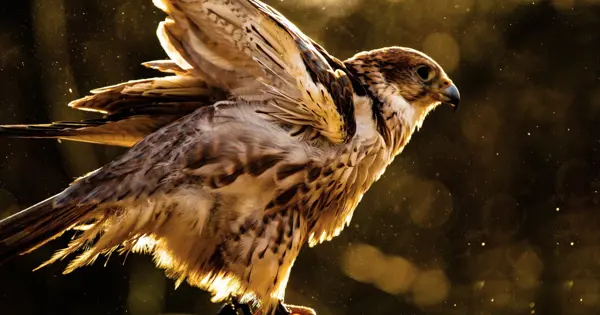 Brandability Badoca 1