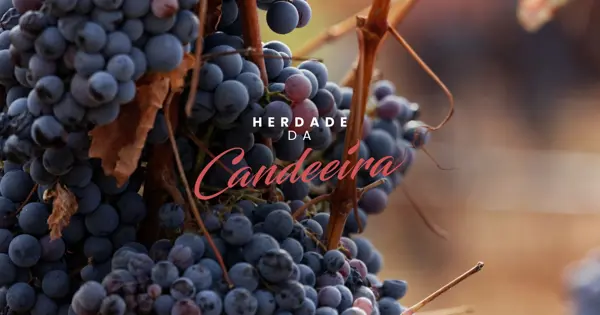 Herdade Da Candeeira Web 1